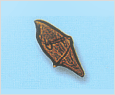 Gyrodiniun fissum 이미지