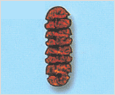 Gyrodinium impudicum 이미지
