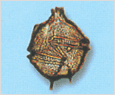 Gonyaulax spinifera 이미지