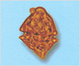 Heterocapsa triquetra 이미지