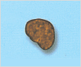 Heterosigma akashiwo 이미지