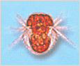 Mesodinium rubrum 이미지