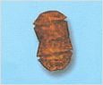 Pheopolykrikos hartmannii 이미지