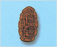 Polykrikos kofoidii 이미지