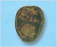 Prorocentrum minimum 이미지