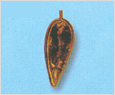 Prorocentrum triestinum 이미지