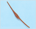 Cerutium fusus 이미지
