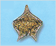 Protoperidinium depressum 이미지