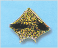 Protoperidinium pentagonum 이미지