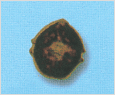Scrippsiella trochoidea 이미지