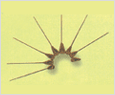 Asterionella glacialis 이미지