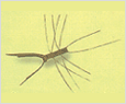 Chaetoceros lorenzianus 이미지