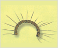 Chaetoceros pseudocurvisetum 이미지