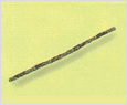 Leptocylindrus danicus 이미지