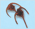 Ceratium tripos 이미지