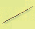 Pseudonitzschia pungens 이미지