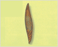 Pleurosigma angulatum 이미지