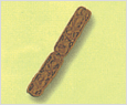 Rhizosolenia fragilissma 이미지