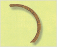 Rhizosolenia stolterforthii 이미지