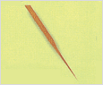 Rhizosolenia setigera 이미지