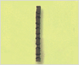 Skeletonema costatum 이미지