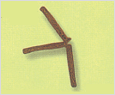 Thalassionema nitzschioides 이미지
