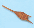 Ceratium furca 이미지