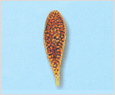 Chattonella antiqua 이미지