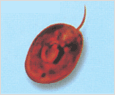Chroomonas salina 이미지
