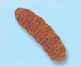 Cochlodinium polykrikoides 이미지