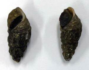 곳체다슬기 이미지