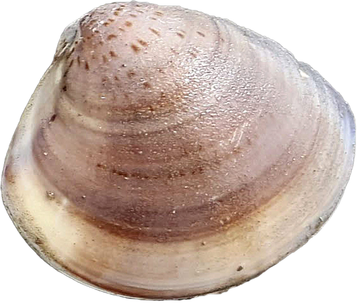 말백합 이미지