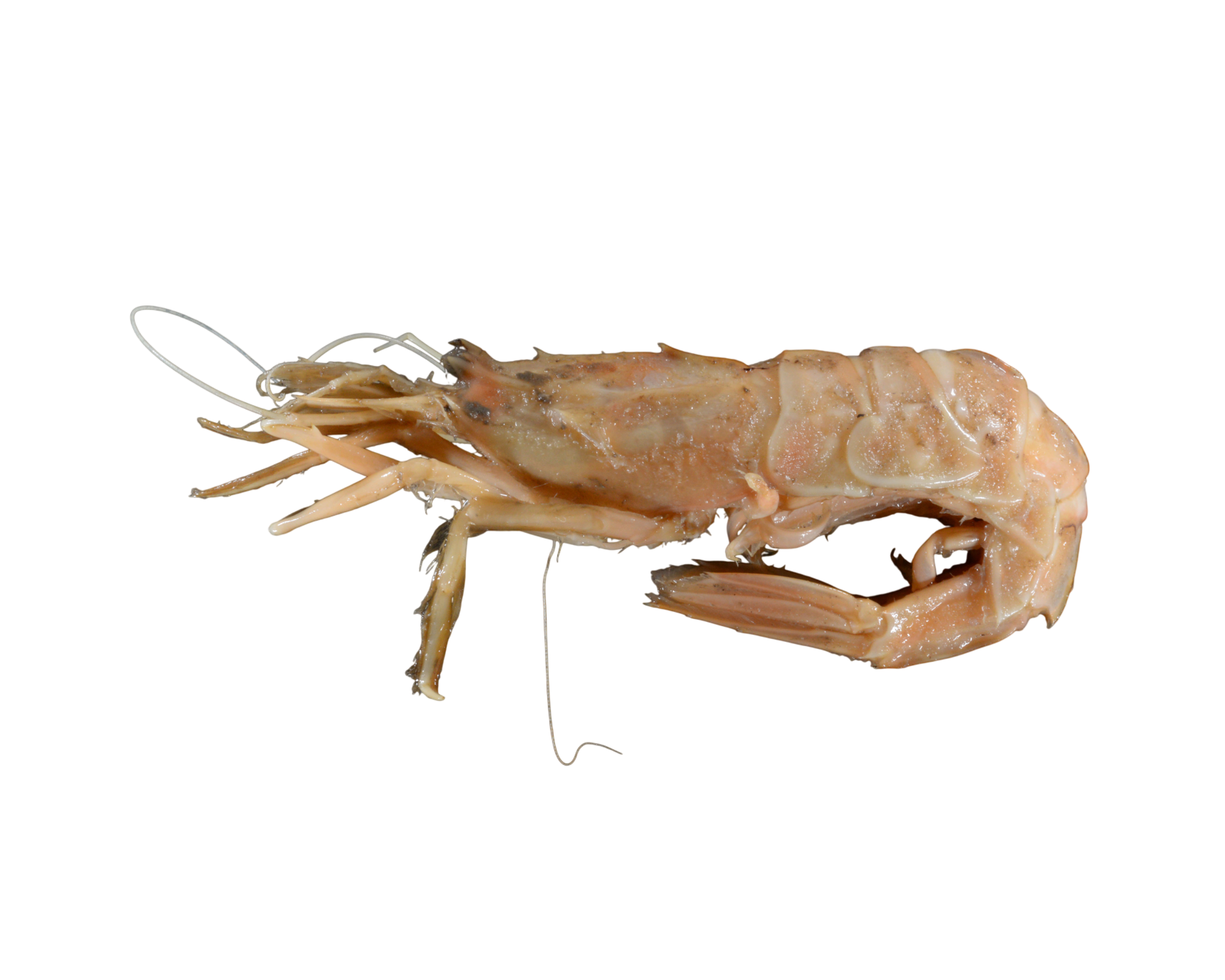 가시진흙새우 이미지